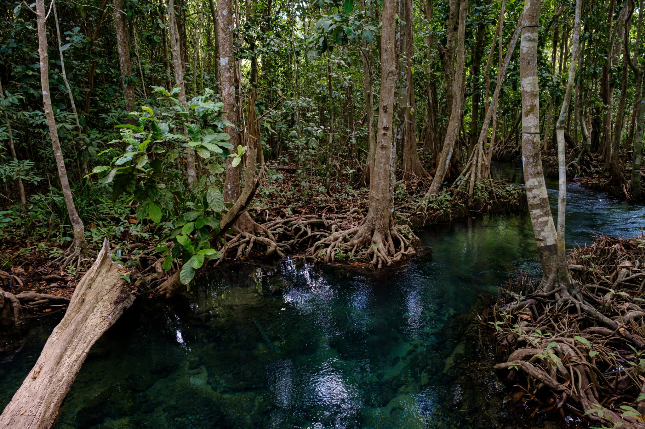 National Park in Krabi Province, Thailand with mangrove forests
