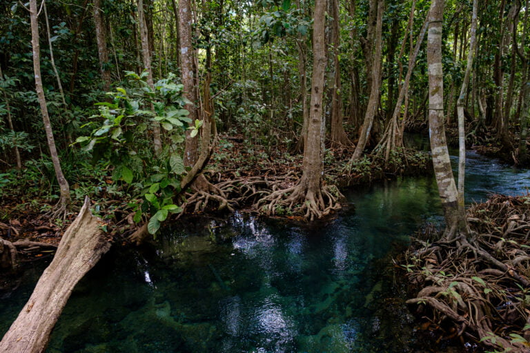 National Park in Krabi Province, Thailand with mangrove forests